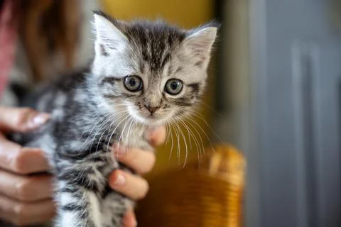 Tiny Tabby Kitten Gently Held in Hands Stock Photos