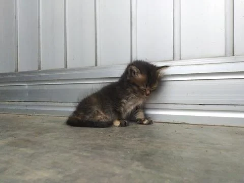 A Tiny Tabby Kitten Sits Alone on a Concrete Floor. 写真素材
