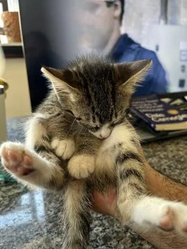 Tiny tabby kitten sleeping peacefully in a person's hand indoors Stock Photos