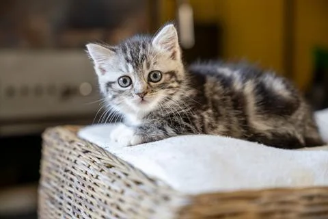Tiny Tabby Kitten's Curious Gaze Stock Photos