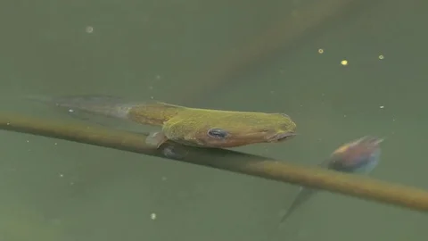 A tiny tadpole has finally grown legs in a pond. Video stock 78110085