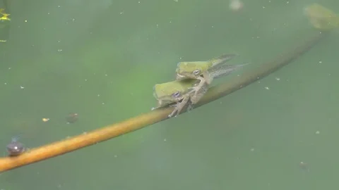 Tiny tadpole has finally grown legs in a pond. Vídeos de archivo 78110290