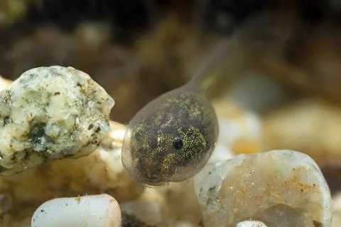 Tiny tadpole of a toad Stock Photos
