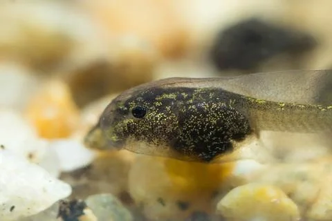 Tiny tadpole of a toad Stock-Fotos