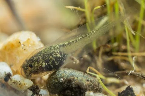 Tiny tadpole of a toad Stock-Fotos
