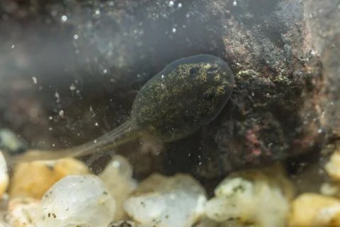 Tiny tadpole of a toad Stock Photos