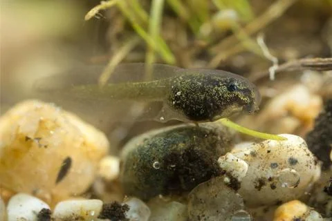 Tiny tadpole of a toad Stock Photos
