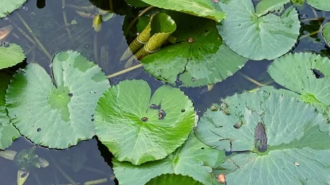 Tiny tadpoles the aquatic larvae of frogs and toads swimming amid large lil.. Stock Footage 303485613