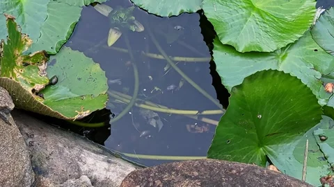 Tiny tadpoles the aquatic larvae of frogs and toads swimming amid large lil.. Stock Footage 303485645