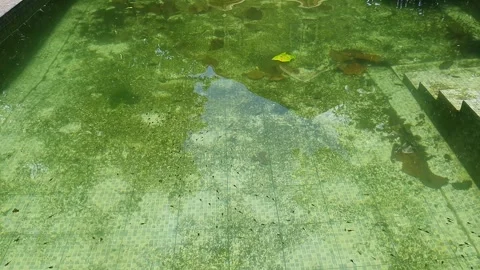 Tiny tadpoles, the aquatic larval stage of frogs and toads, swimming in an .. Stock Footage 302634758