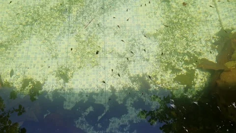 Tiny tadpoles, the aquatic larval stage of frogs and toads, swimming in an .. Stock Footage 302634770