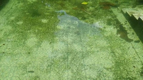 Tiny tadpoles, the aquatic larval stage of frogs and toads, swimming in an .. Stock Footage 302634772