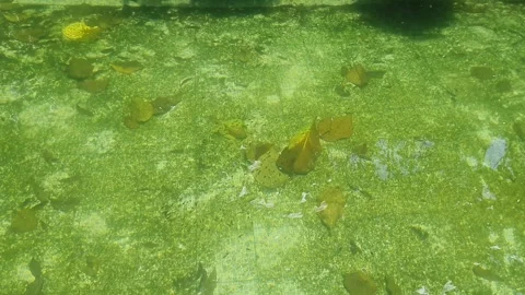 Tiny tadpoles, the aquatic larval stage of frogs and toads, swimming in an .. Stock Footage 302634779