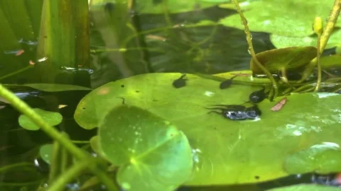 Tiny tadpoles with emerging legs Stock Footage 320862340