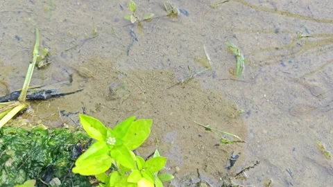 Tiny tadpoles Stock Footage 294030832