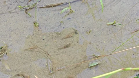 Tiny tadpoles Stock Footage 294030858