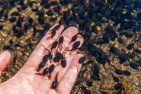 Tiny tadpoles in human hand inside freshwater pond Stock Photos