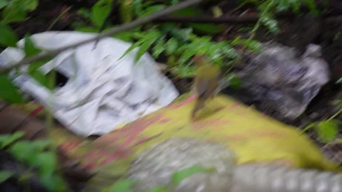 A tiny tailor bird is wandering on the forest floor Stock Footage 314508823