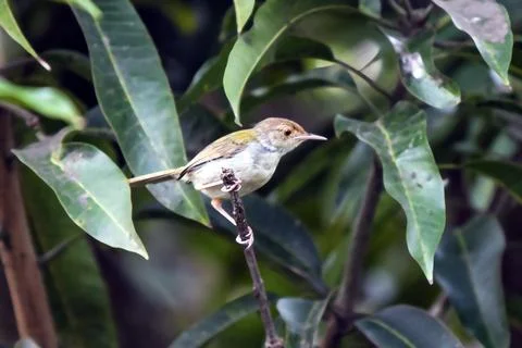 Tiny Tailorbird Perched On A Branch Among Green Leaves In A Serene Nature Scene Stock Photos