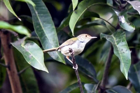 Tiny Tailorbird Perched On A Branch Among Green Leaves In A Serene Nature Scene Stock Photos