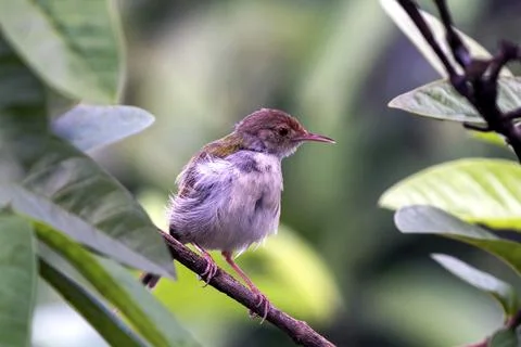 Tiny Tailorbird Perched On A Branch Among Green Leaves In A Serene Nature Scene Foto stock