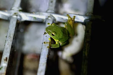 Tiny Taipei Tree Frog Clinging to a Metal Grid in New Taipei City, Taiwan. Stock Photos