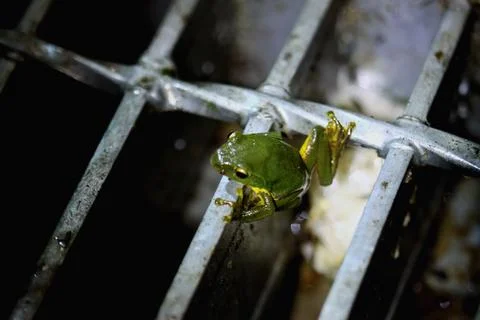 Tiny Taipei Tree Frog Clinging to a Metal Grid in New Taipei City, Taiwan. Stock Photos
