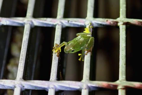 Tiny Taipei Tree Frog Clinging to a Metal Grid in New Taipei City, Taiwan. Stock Photos