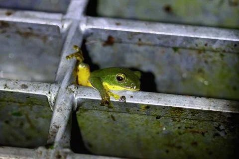 Tiny Taipei Tree Frog Clinging to a Metal Grid in New Taipei City, Taiwan. Stock Photos