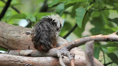 Tiny Tamarin monkey turns to stare into lens Stock Footage 42187075