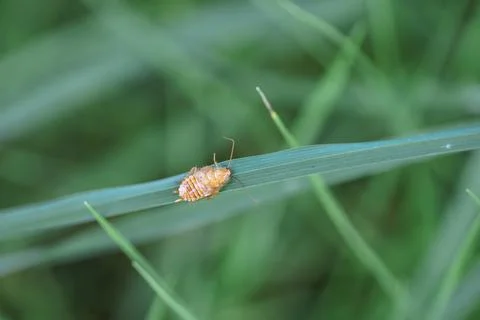 Tiny tan creature explores a vast green land, resting quietly on one bright.. Foto stock