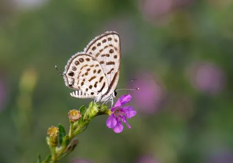 Tiny tarucus sp butterfly. Stock Photos