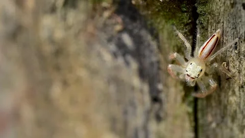 Tiny Telamonia dimidiata spider captured walking on rustic wooden surface in Stock Footage 336181896