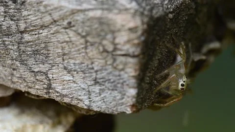 Tiny Telamonia dimidiata spider captured walking on rustic wooden surface in Stock Footage 336181964