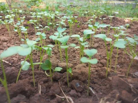 The tiny tender radish plant is called a baby seedling or sprout. Stock Photos