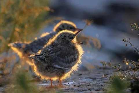 A tiny Tern chicks stands  in the first rays of morning sunshine.Common tern, Stock Photos