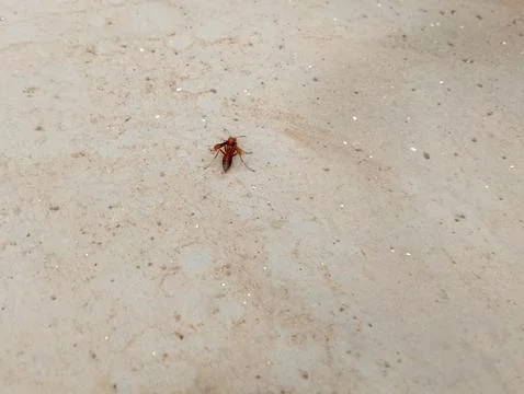 Tiny Terror: A Close-Up of a Small Wasp Stock Photos