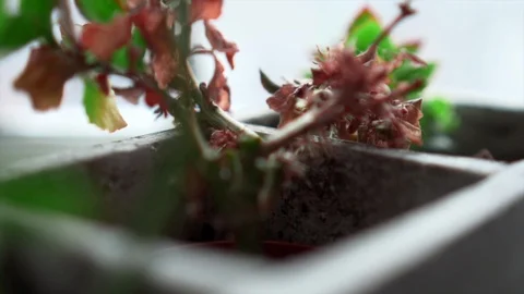 Tiny textured indoor decor plants at home, close macro shot Stock Footage 108665155