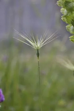 Tiny thorny wild flower Stock Photos