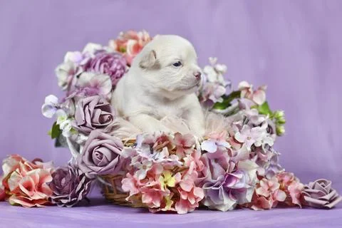 Tiny three week old French Bulldog puppy in white cream color surrounded by pink 库存照片