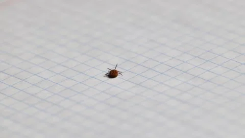 Tiny tick arachnid parasite crawling on graph paper surface Stock Footage 344697681