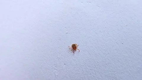 Tiny tick crawling slowly on a white background Video stock 335544713