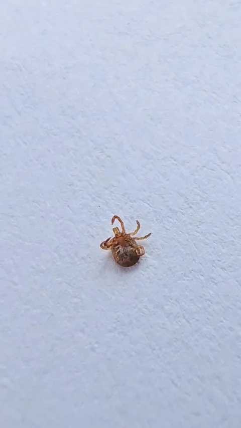 Tiny tick mite struggling on white background Video stock 335544707