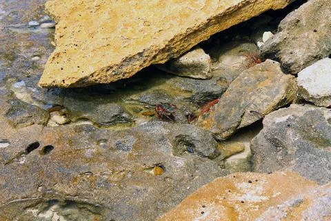 Tiny tiny crab Stock Photos