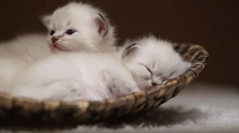 Tiny tired kittens Stock Footage 68488426