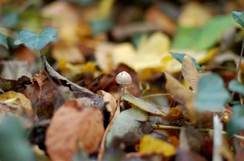 Tiny toadstool among the leaves in a wood Foto stock