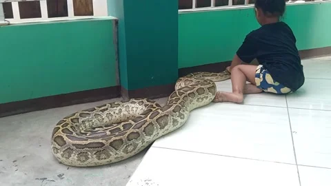 Tiny Toddler Tends to Sick Python, West Jakarta, Indonesia - 09 Apr 2019 Stockbeeldmateriaal 205223906