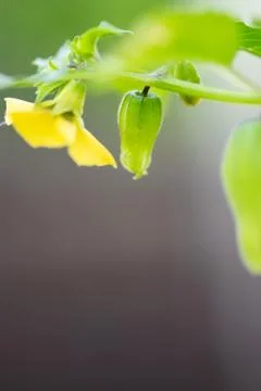 Tiny Tomatillo Fruit Foto stock