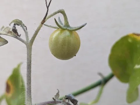 Tiny Tomato in the plant Stock Photos