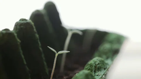 Tiny tomato seedling are growing in an egg box -rack focus Stock Footage 128501292